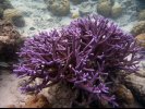beautiful purple coral